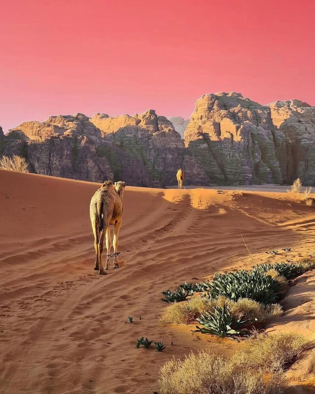 WadiRum Star Planet albasli Wadi Rum Exterior foto